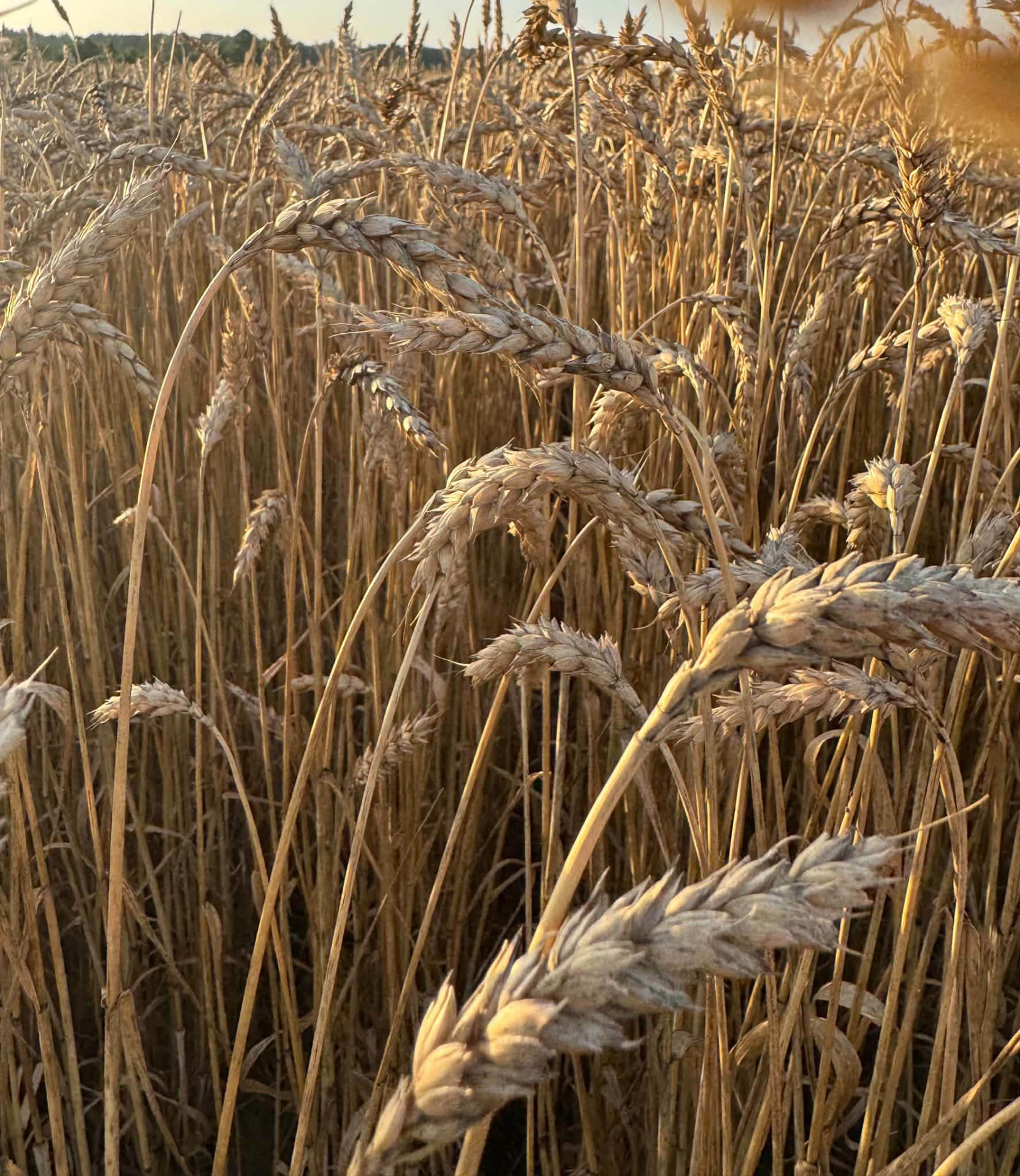 Golden wheat ready for harvest at Mike Sayers Farms
