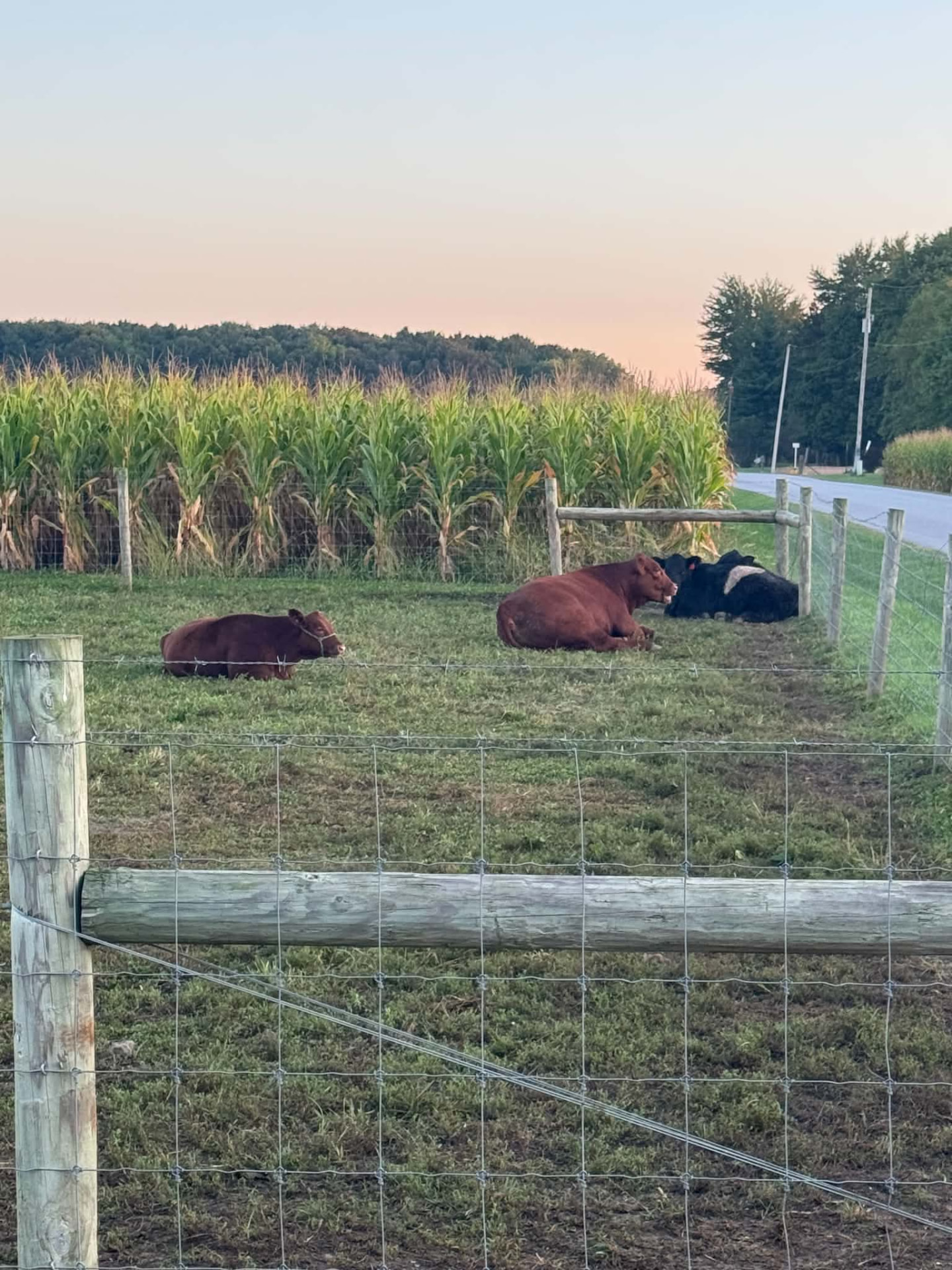 Cattle resting beside the cornfield at Mike Sayers Farms