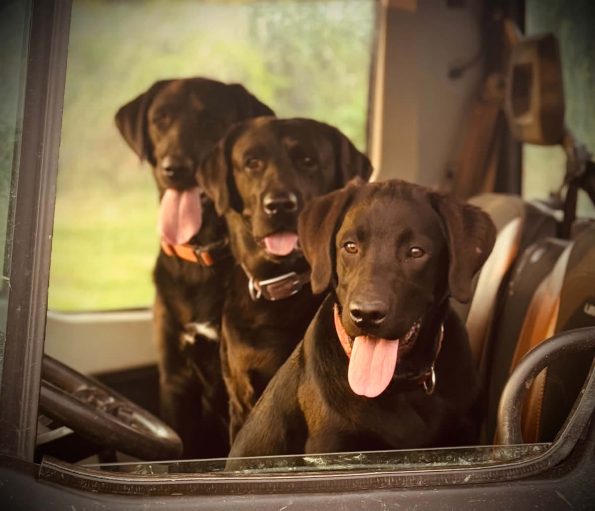 Three farm dogs riding in the truck